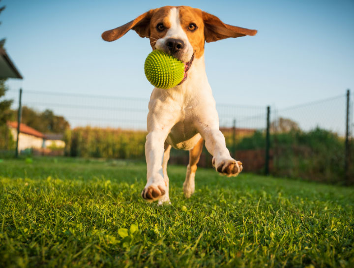 Doggie Day Care